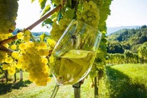 Vino-AdobeStock_46203053