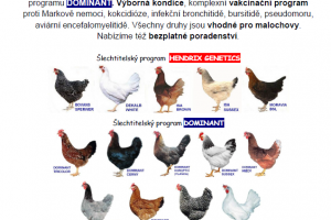 Kuřice.cz